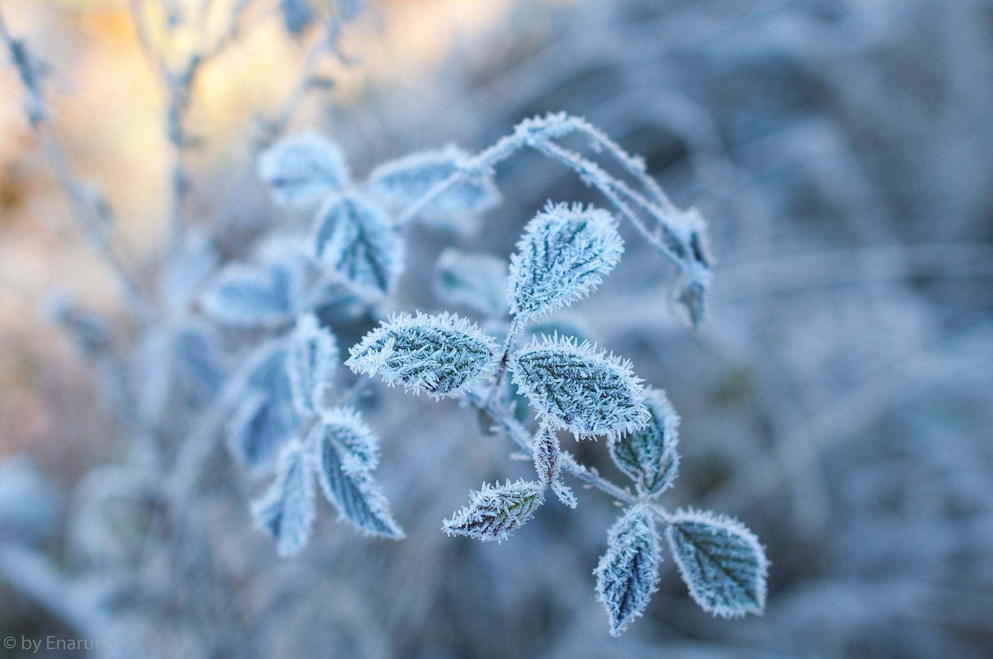 Nikon D300S + Nikon AF-S Nikkor 24mm F1.4G ED sample photo. Gentle beauty in the rising sun photography