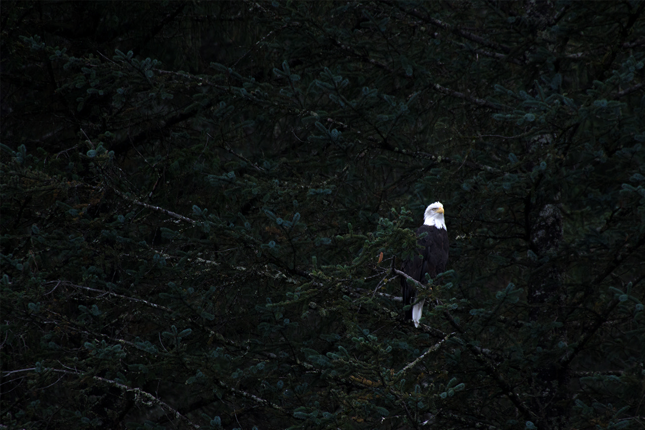 Pentax K-3 sample photo. The amazing bald eagle photography