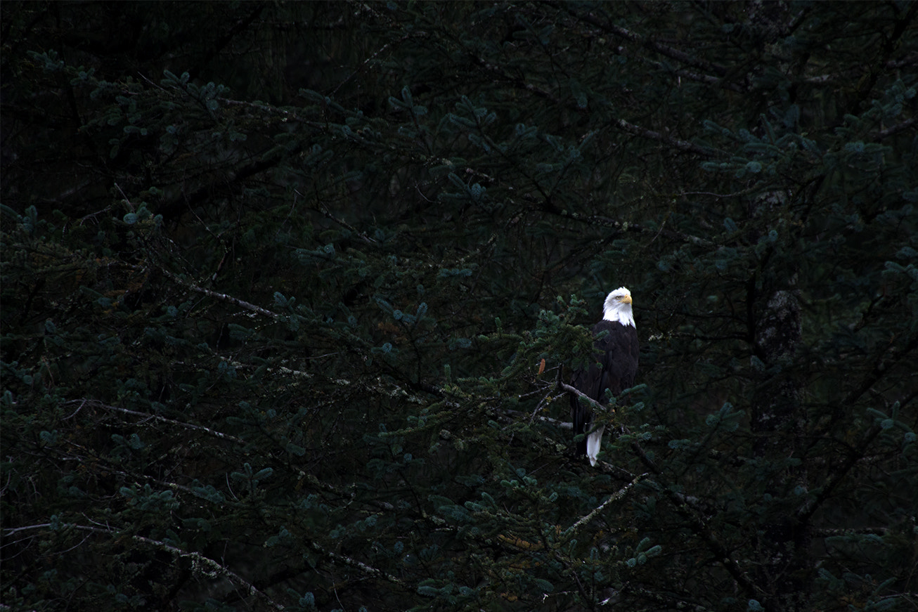 Sigma 50-500mm F4.5-6.3 DG OS HSM sample photo. The amazing bald eagle photography