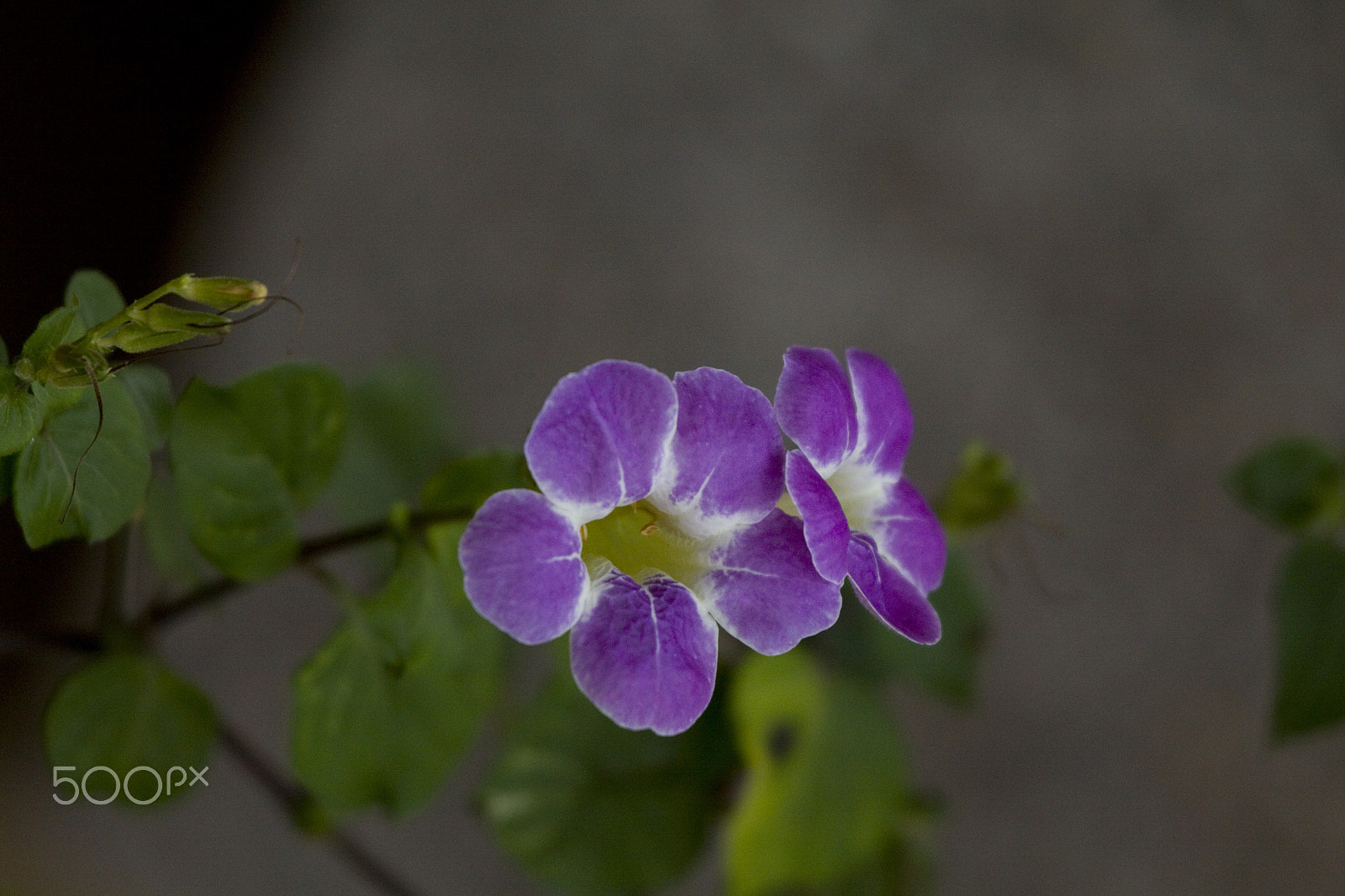 Canon EF 100-400mm F4.5-5.6L IS USM sample photo. Purple photography