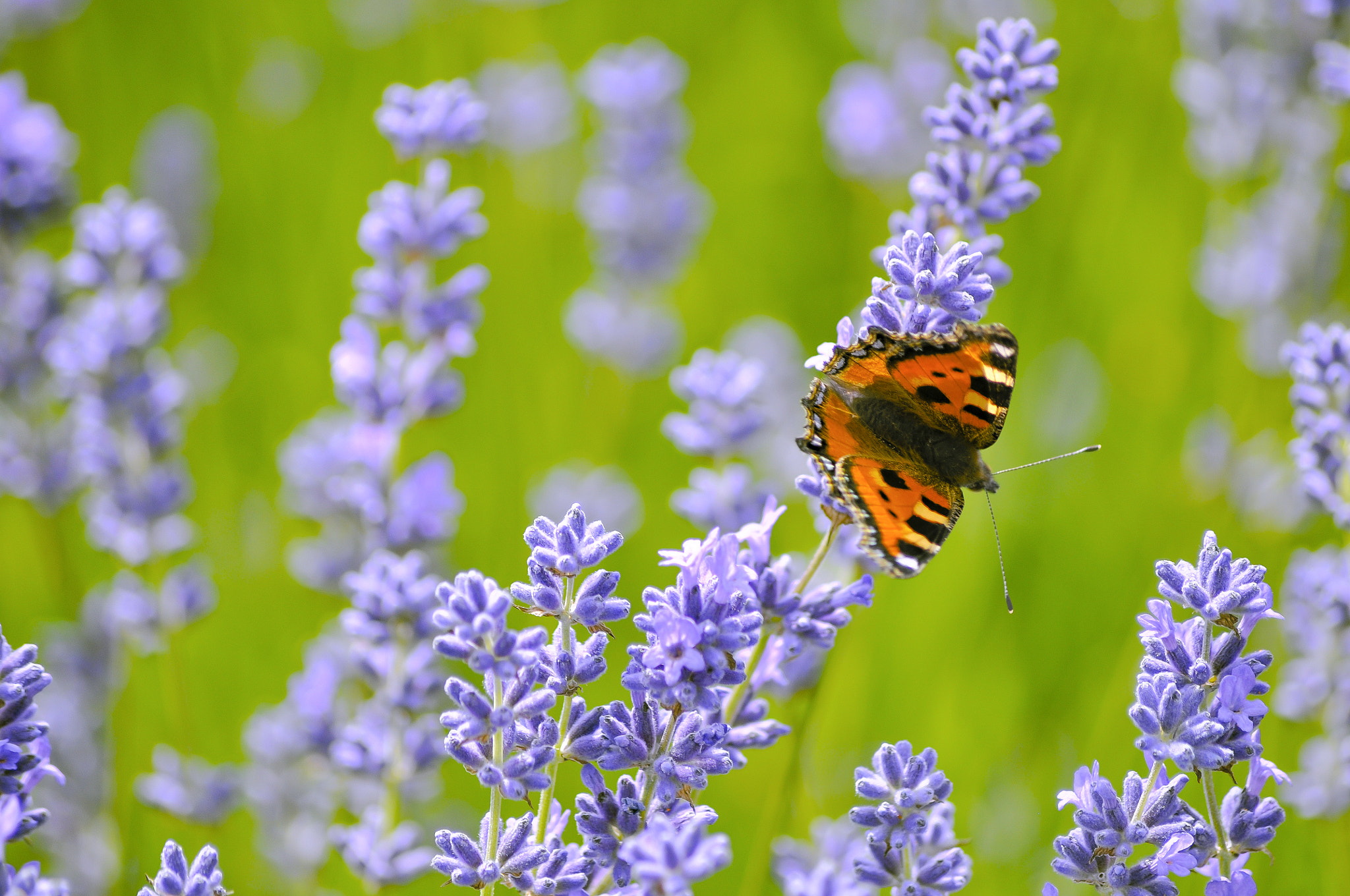 Sigma 70-300mm F4-5.6 APO DG Macro sample photo. Butterfly photography