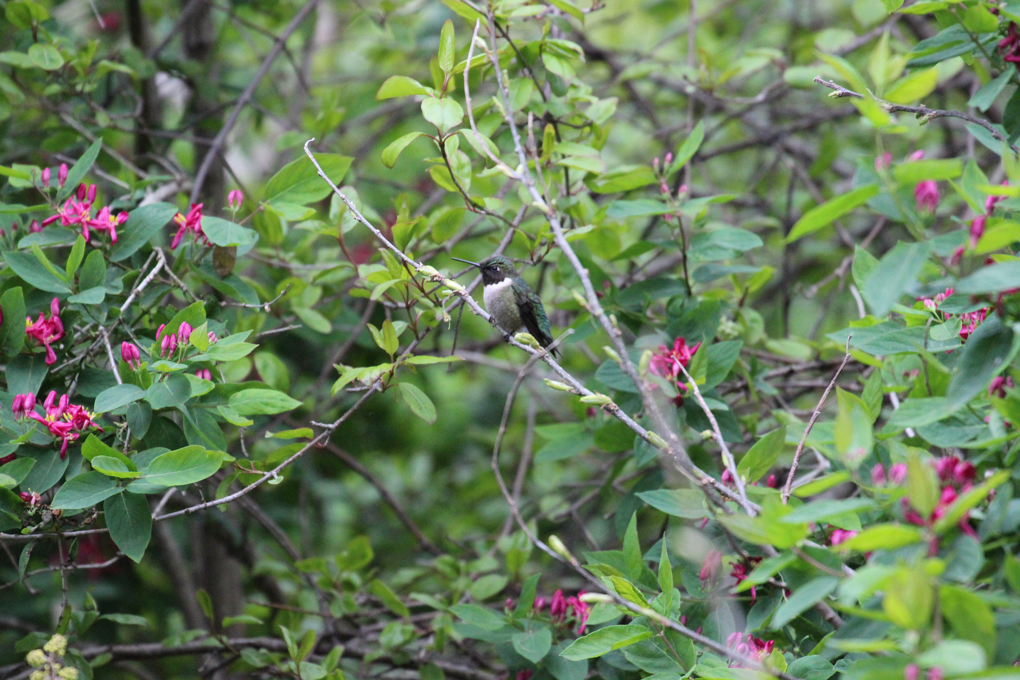 Canon EF 70-300mm F4-5.6L IS USM sample photo. Hummingbird photography