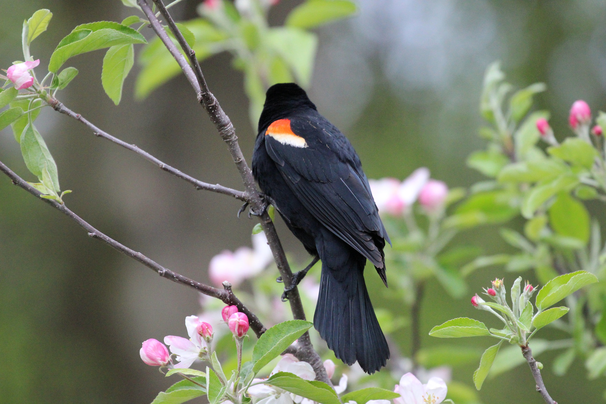 Canon EF 70-300mm F4-5.6L IS USM sample photo. Bird photography