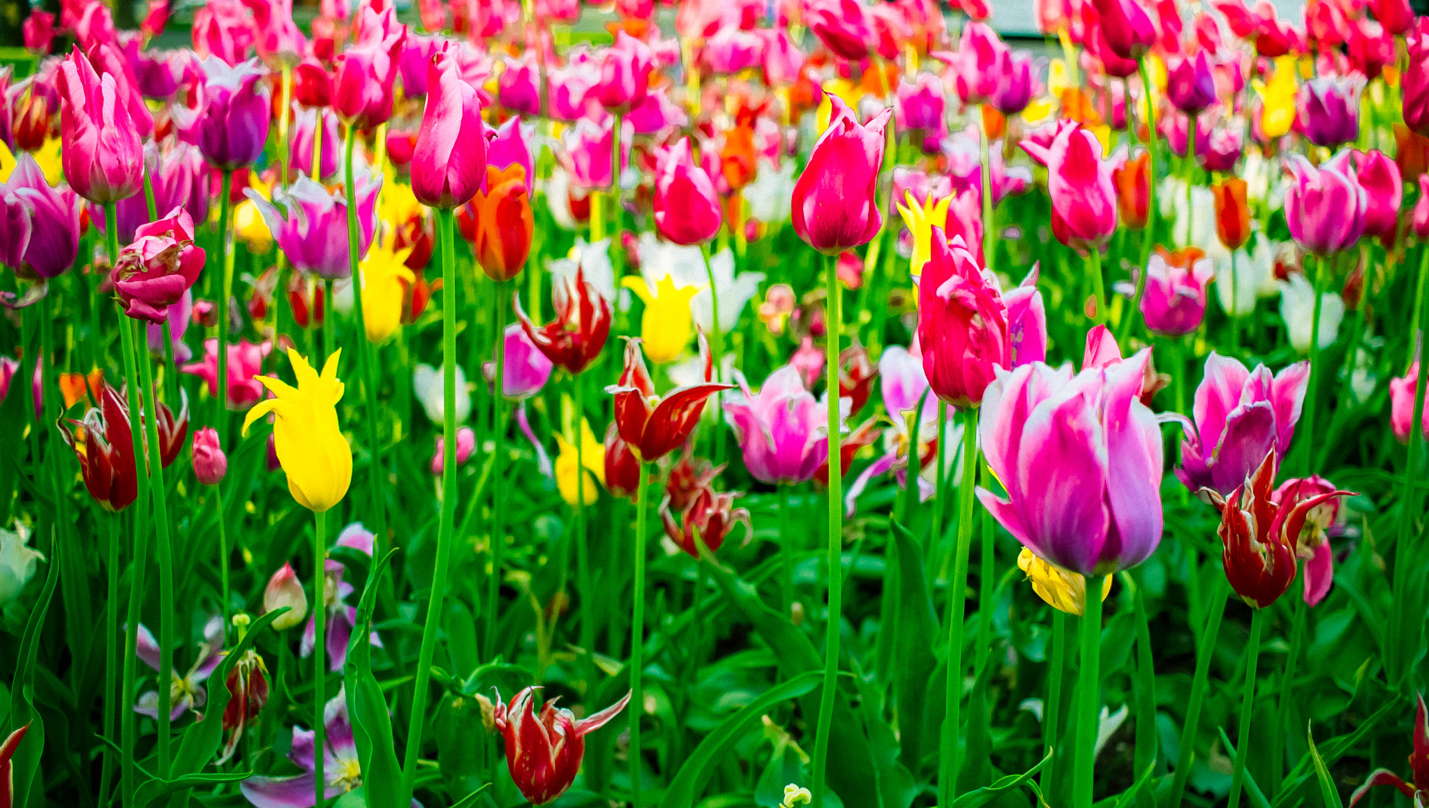 Canon EF-S 24mm F2.8 STM sample photo. Royal djurgarden photography