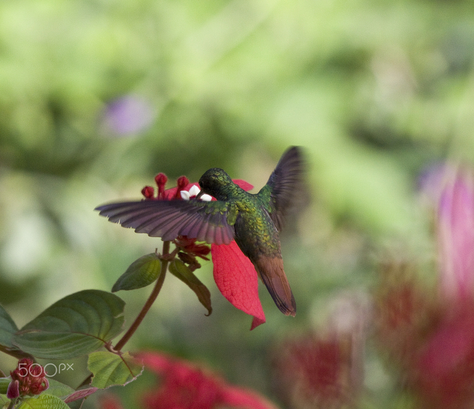 Canon EF 100-400mm F4.5-5.6L IS USM sample photo. Stunning photography