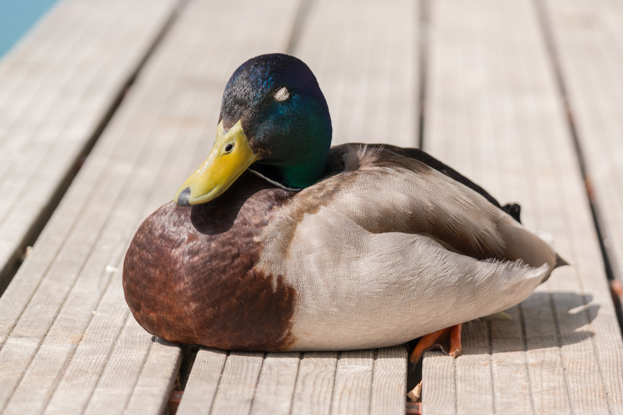 Samsung NX300 + Samsung NX 50-200mm F4-5.6 ED OIS sample photo. Quack-quack :) photography