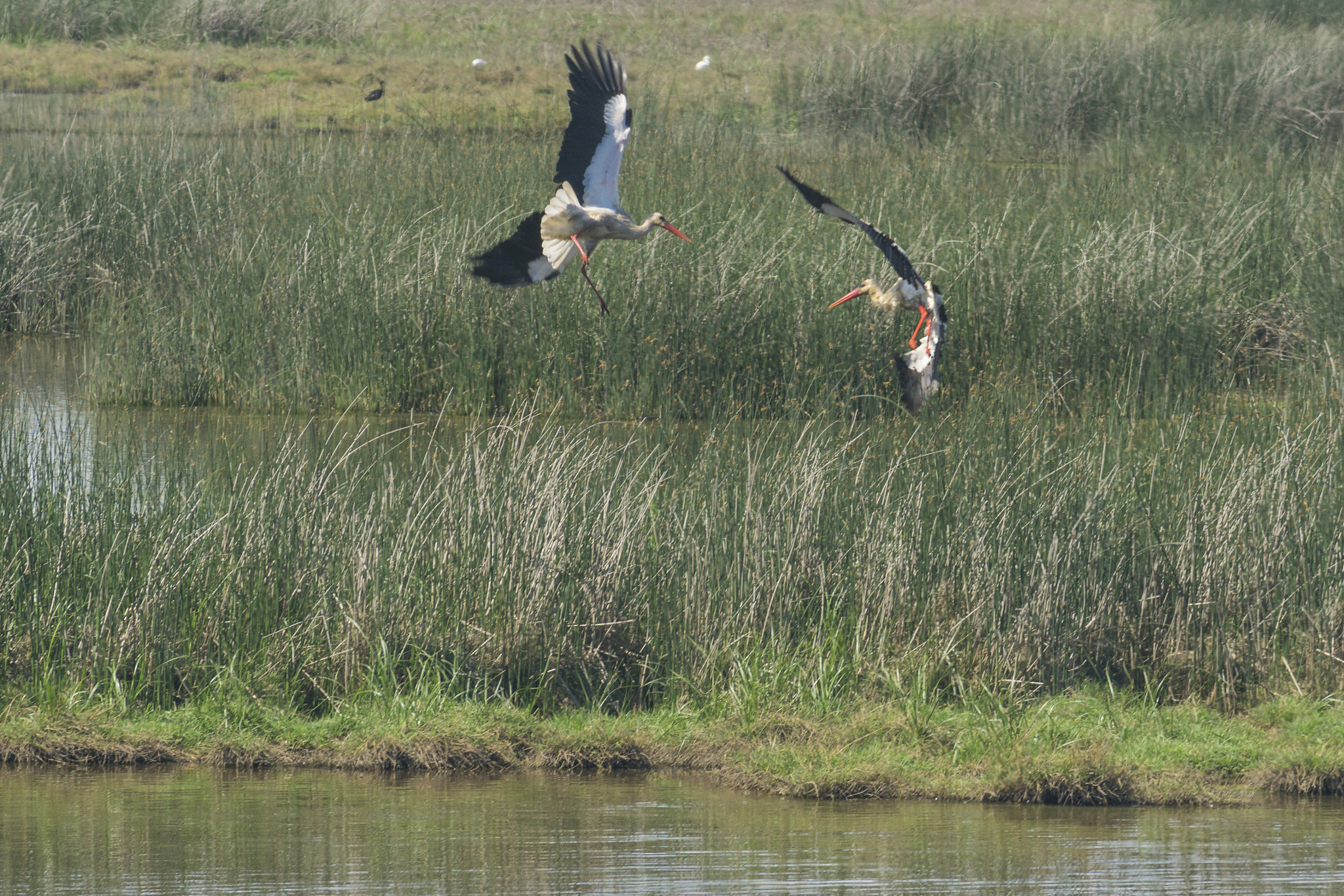 Sony a6000 sample photo. Doñana park photography