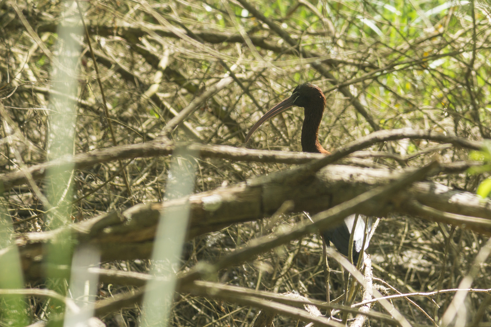 Sony a6000 sample photo. Doñana park photography