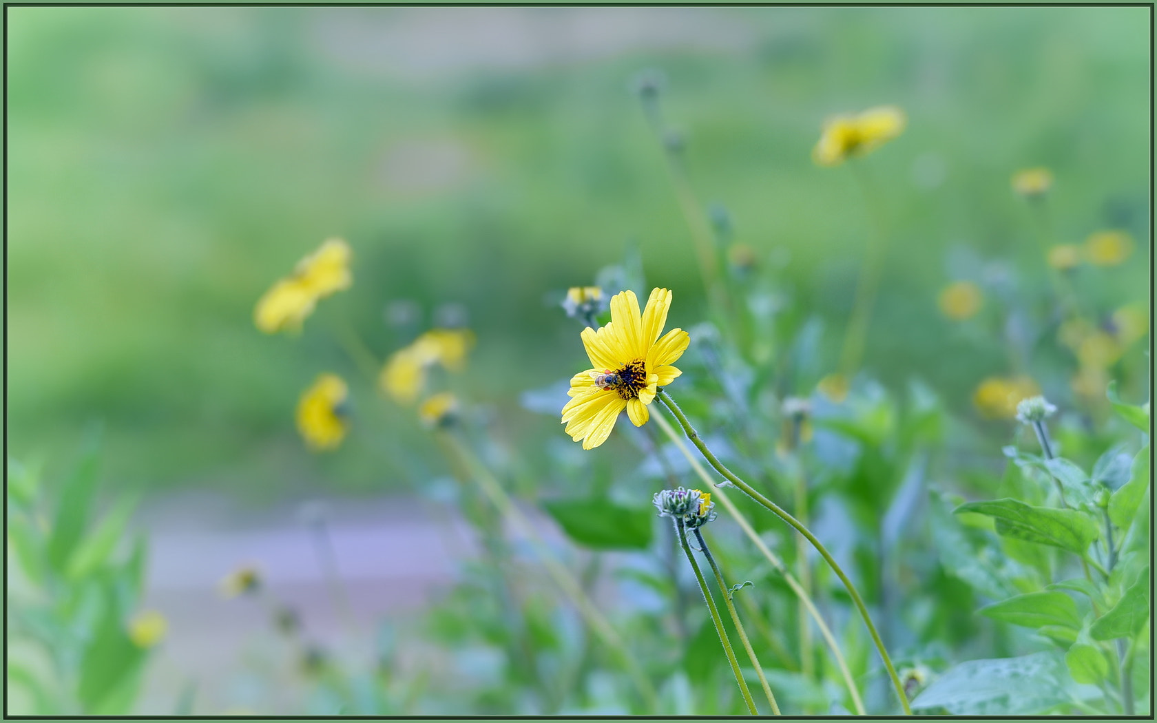 Nikon D750 sample photo. Bush sunflower photography