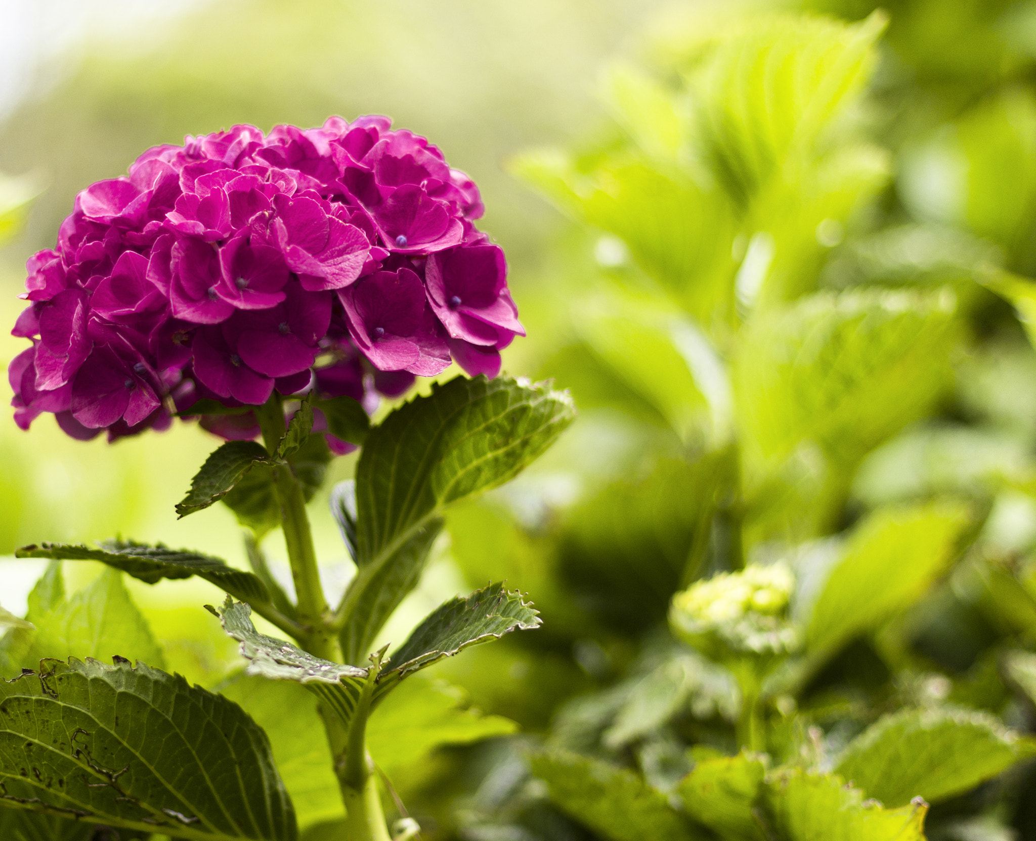 Canon EOS 550D (EOS Rebel T2i / EOS Kiss X4) sample photo. Hortensia photography