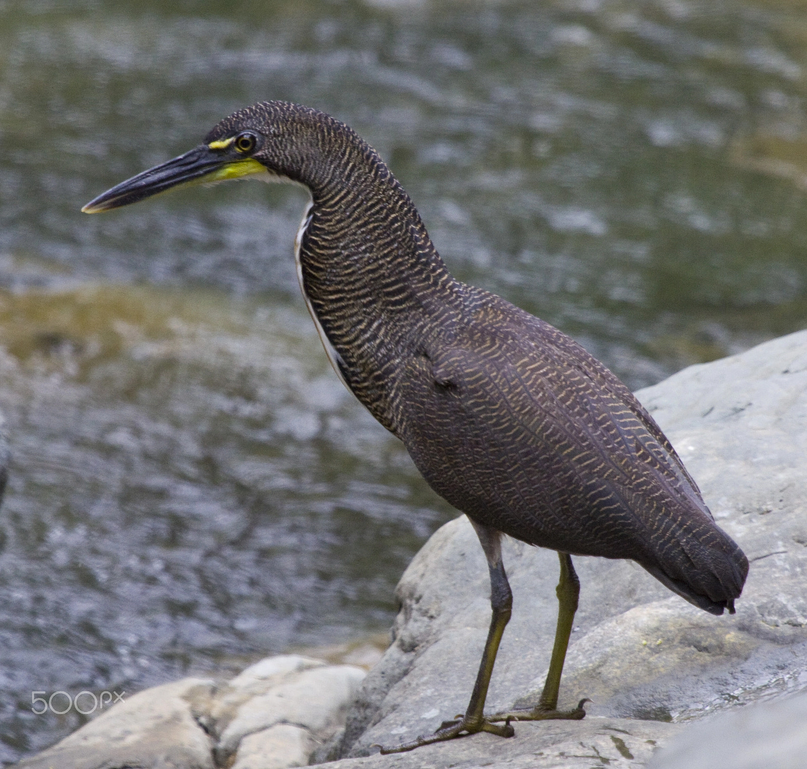 Canon EF 100-400mm F4.5-5.6L IS USM sample photo. Fasciated photography