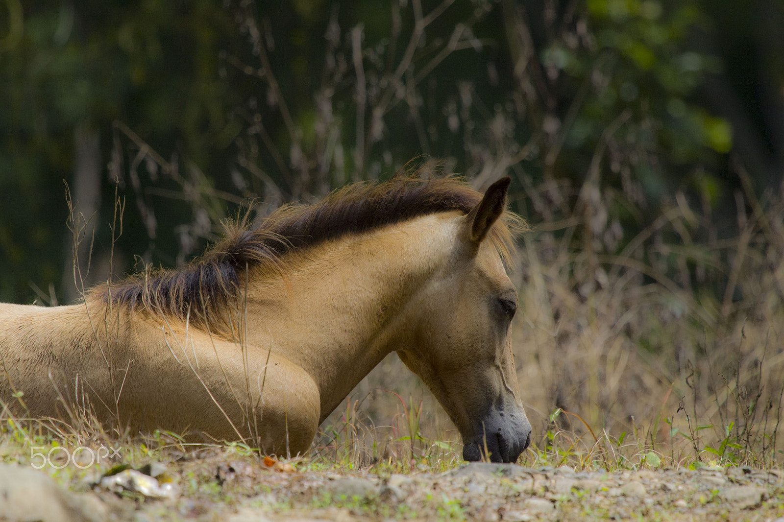 Canon EF 100-400mm F4.5-5.6L IS USM sample photo. Just resting photography
