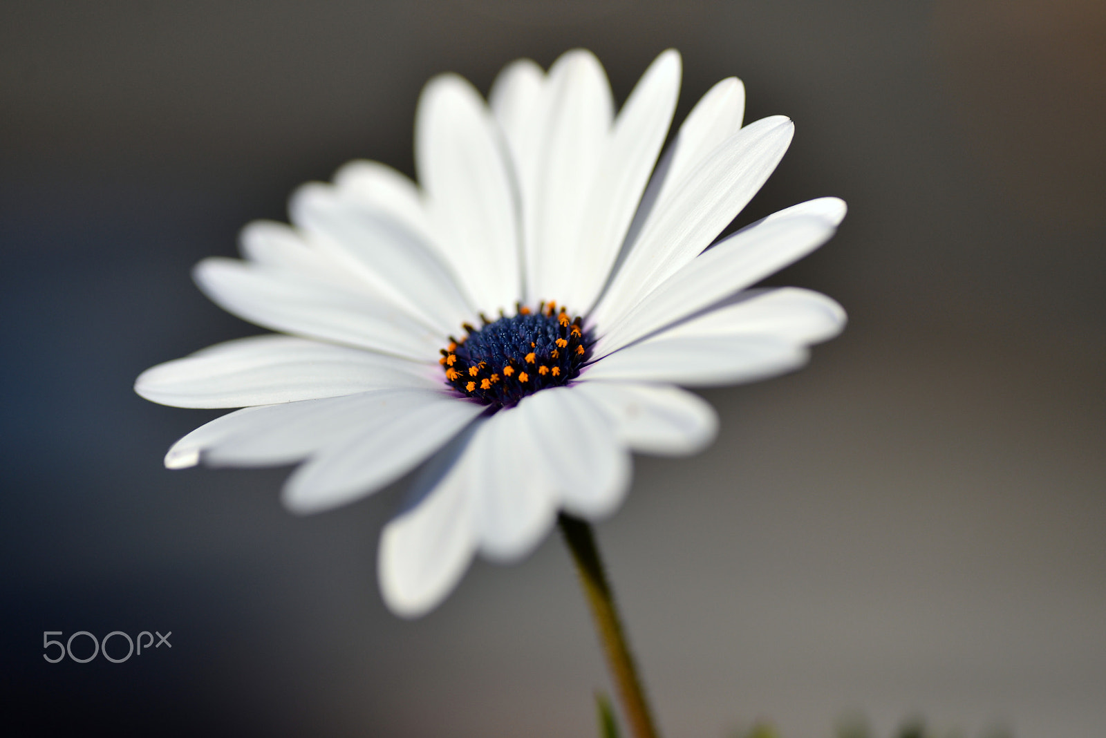 Nikon D600 sample photo. Blooming as well as the cold photography