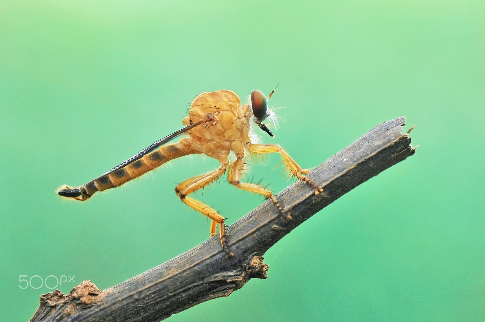 Nikon D60 sample photo. Robberfly.asilidae. photography
