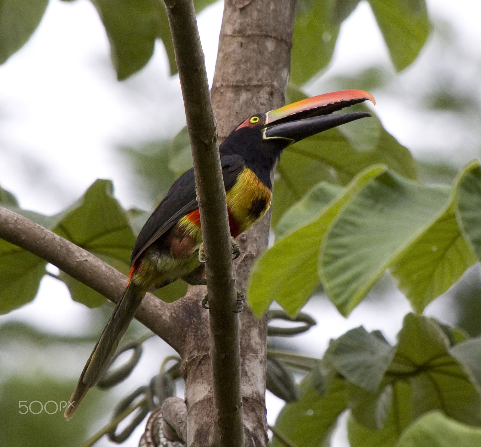 Canon EF 100-400mm F4.5-5.6L IS USM sample photo. Majestic photography