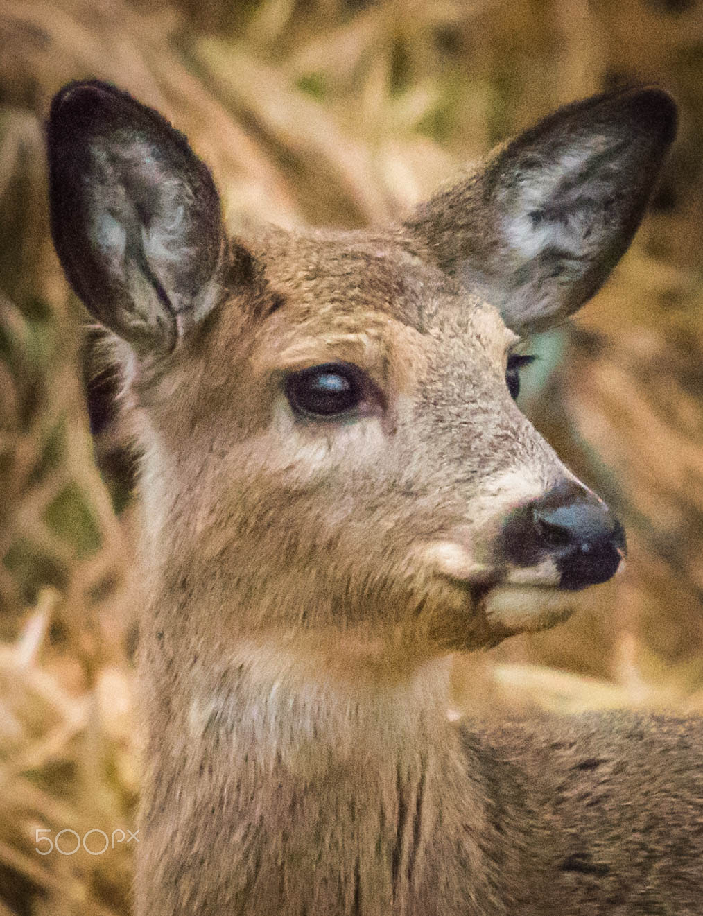Nikon D750 sample photo. White tail deer in profile photography