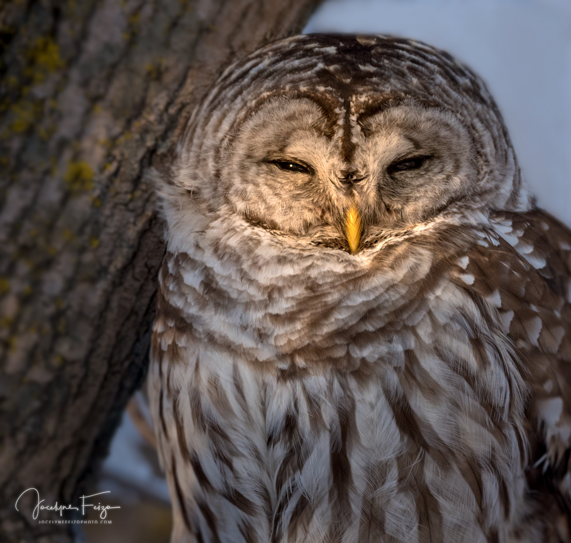 Nikon D750 sample photo. Barred owl photography