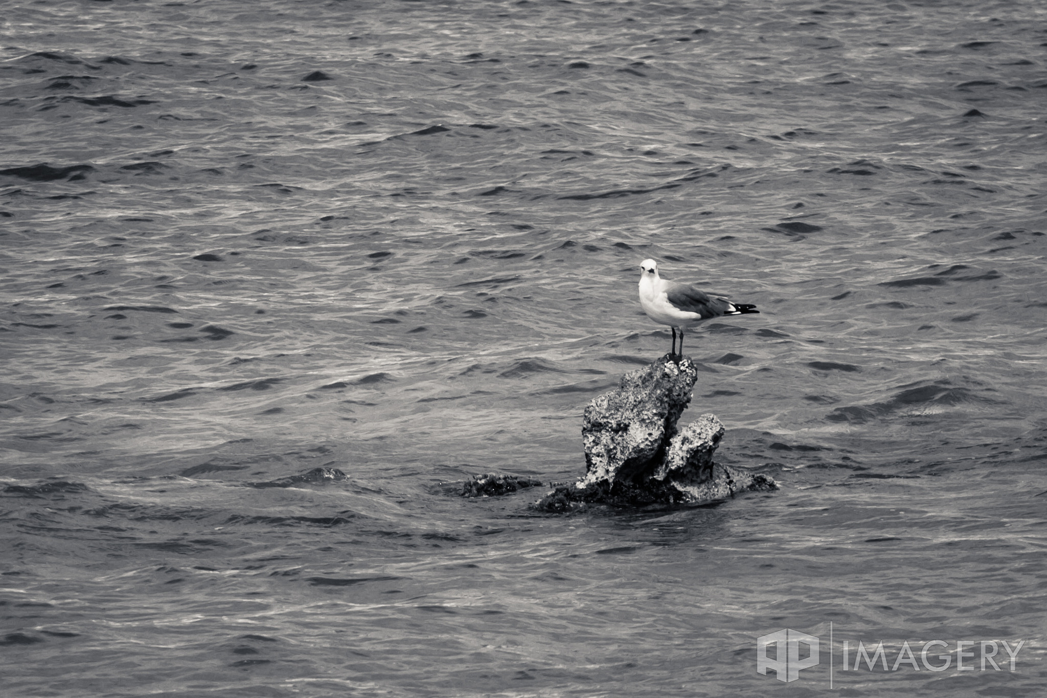 Canon EOS 40D + Canon EF 70-200mm F4L USM sample photo. Lonely sea gull photography