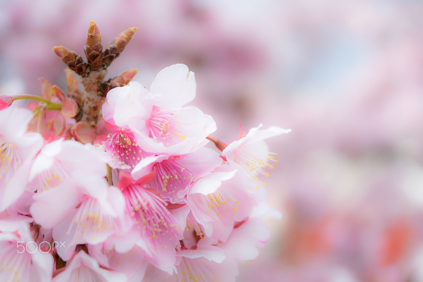 Panasonic DMC-GM1S sample photo. Atami-sakura photography