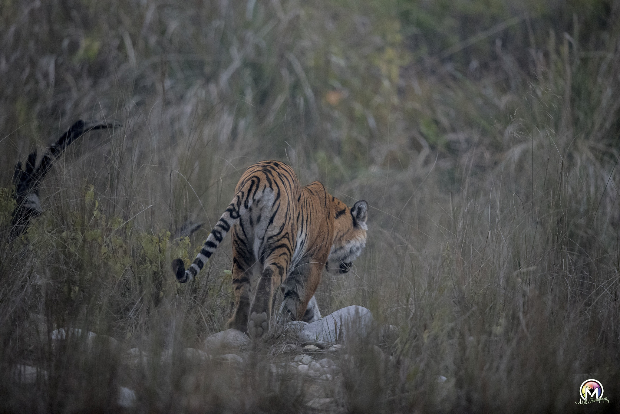 Nikon D750 + Nikon AF-S Nikkor 600mm F4G ED VR sample photo. "i walk the lonely walk"  photography