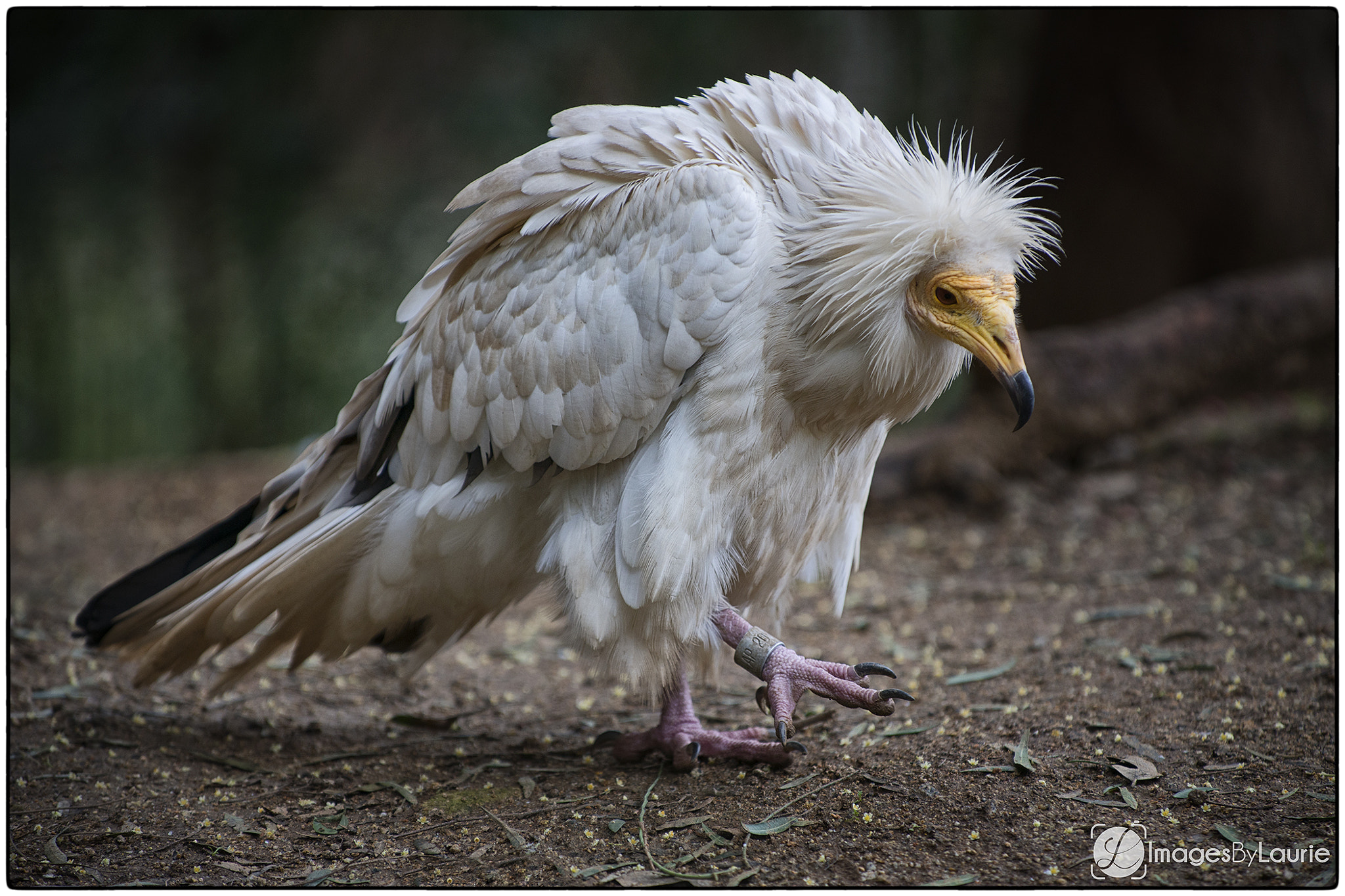 Nikon D800E sample photo. Walk like an egyptian... vulture! photography