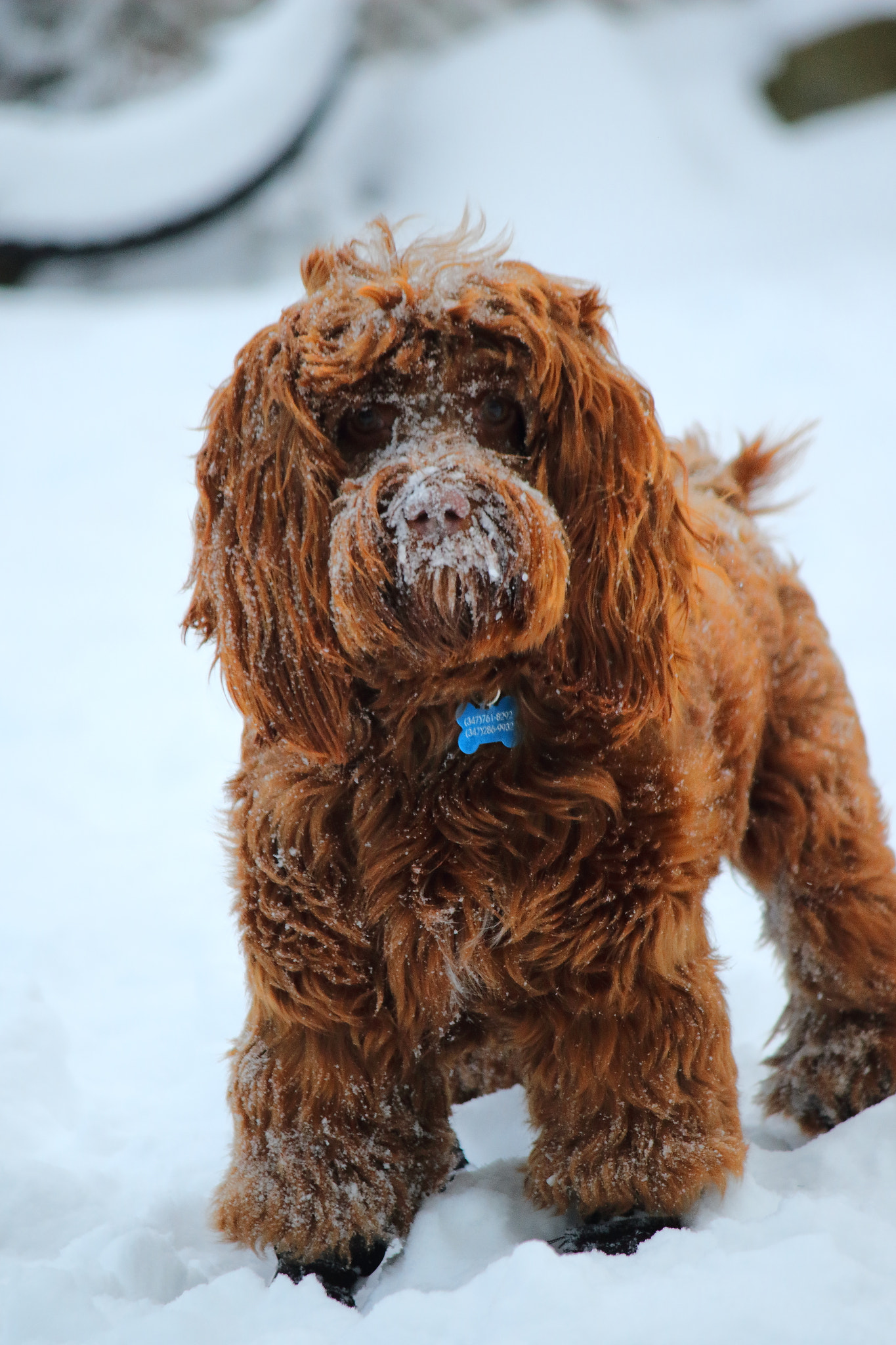 Canon EF-S 55-250mm F4-5.6 IS sample photo. Charles photography