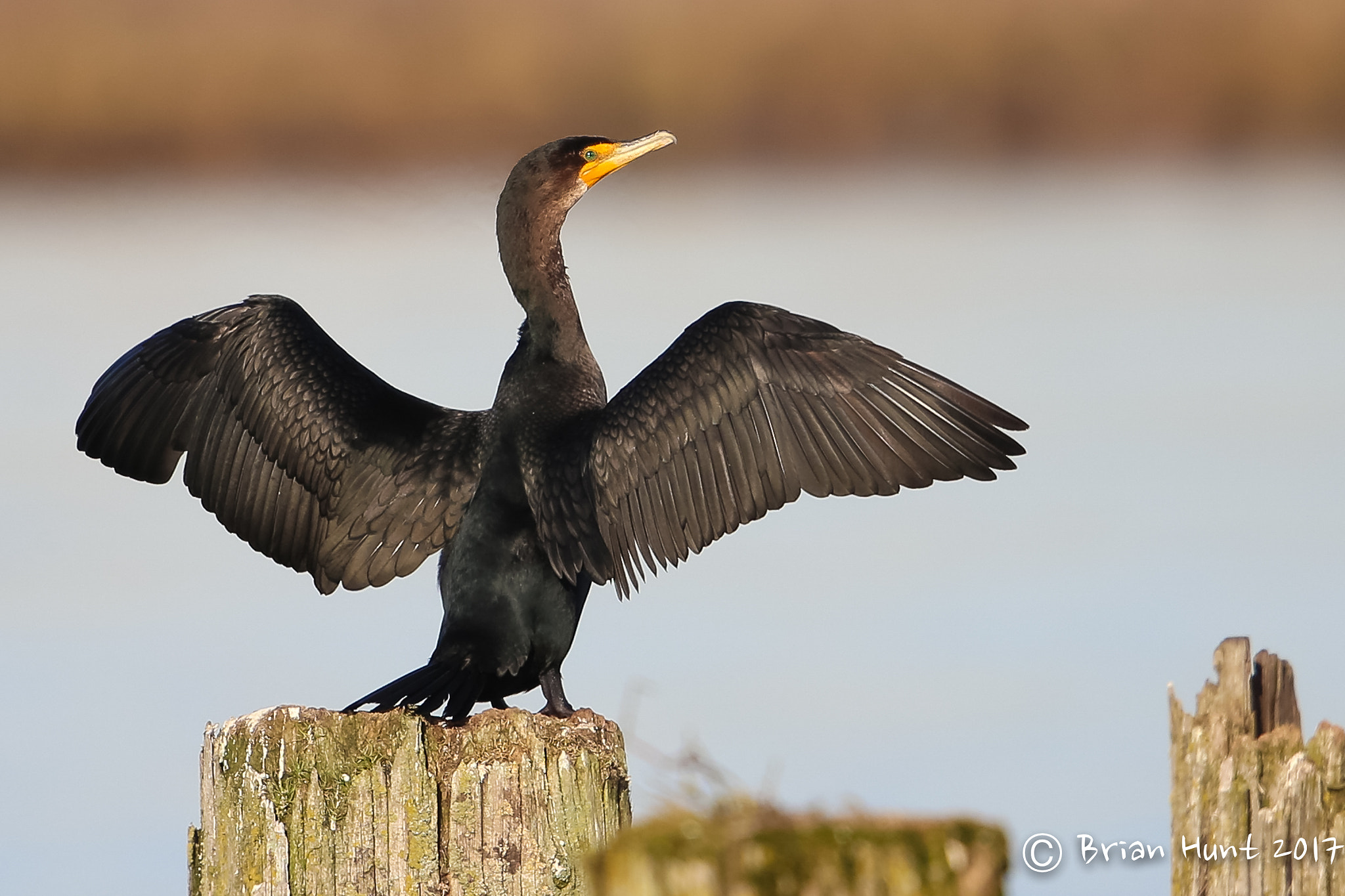 Canon EF 500mm F4L IS II USM sample photo. Feeling the wind beneath my wings photography