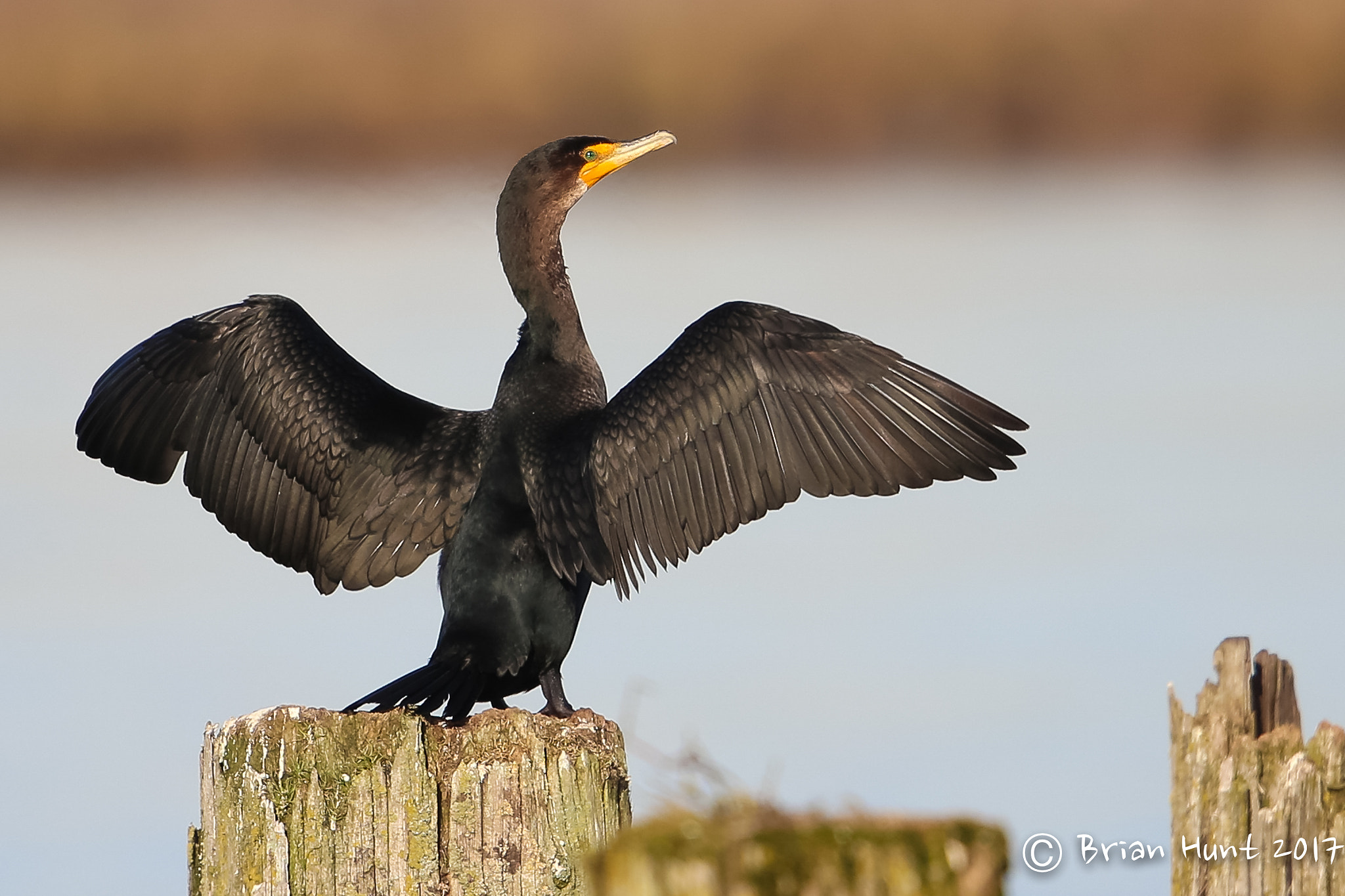 Canon EOS-1D X + Canon EF 500mm F4L IS II USM sample photo. Feeling the wind beneath my wings photography