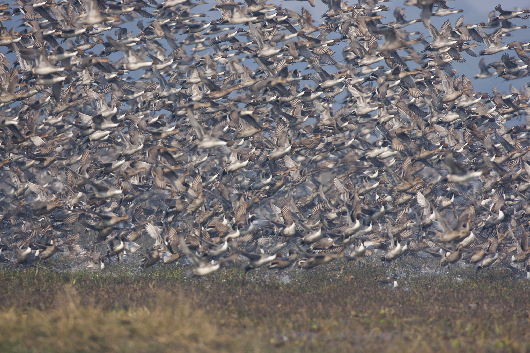 Canon EF 600mm f/4L IS sample photo. Migration photography