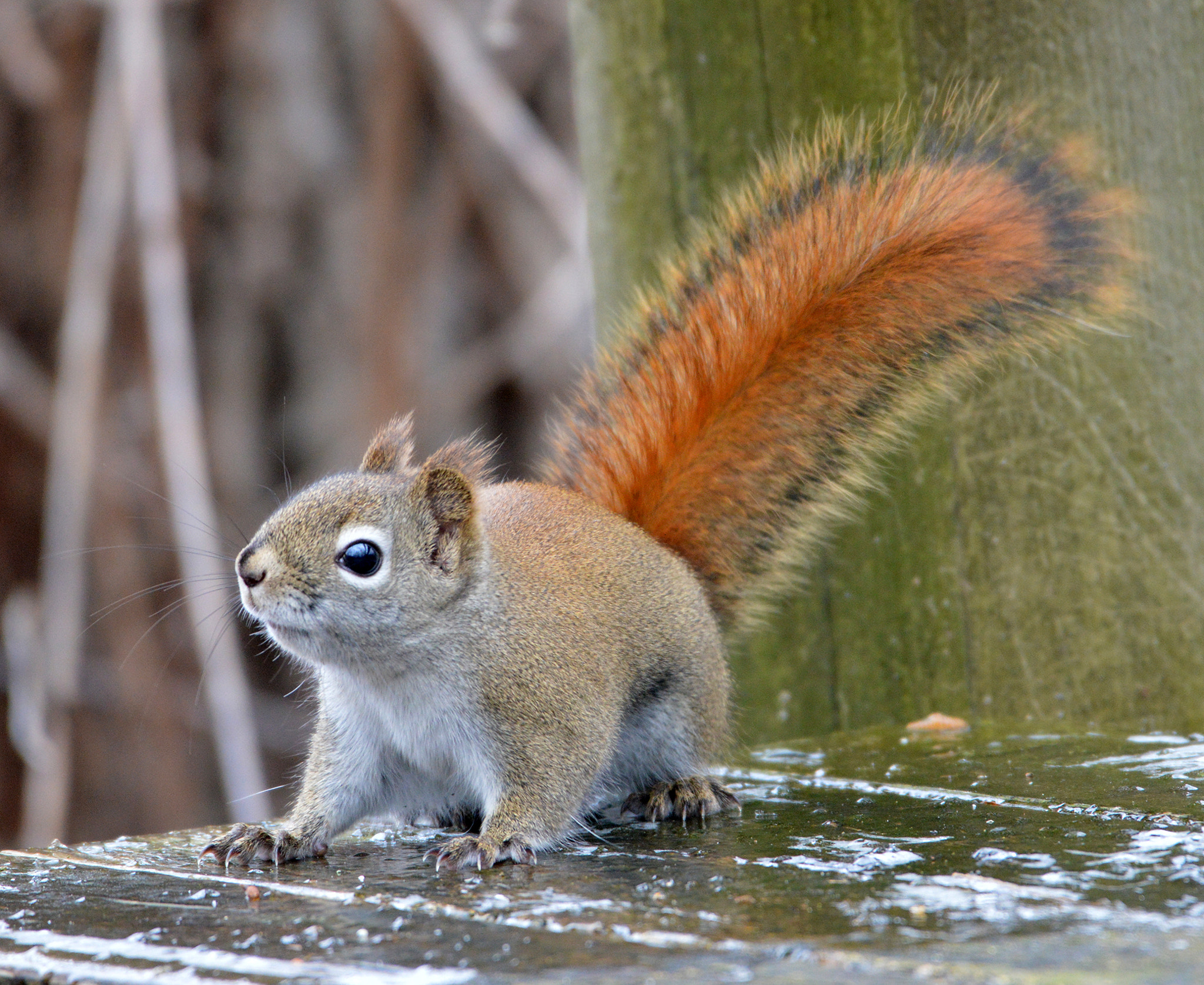 Nikon AF-S Nikkor 200-500mm F5.6E ED VR sample photo. Red squirrel photography
