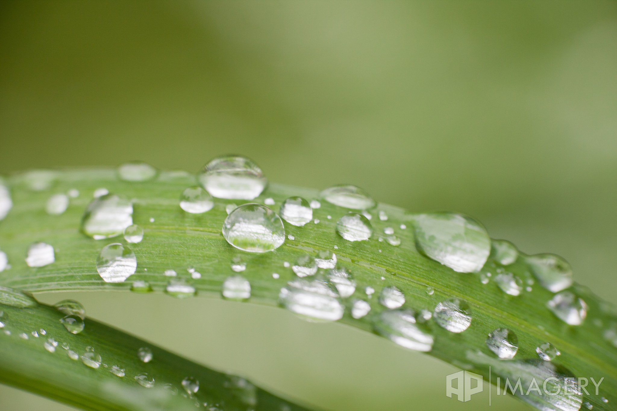 Canon EOS 40D + Canon EF 70-200mm F4L USM sample photo. After a rain photography