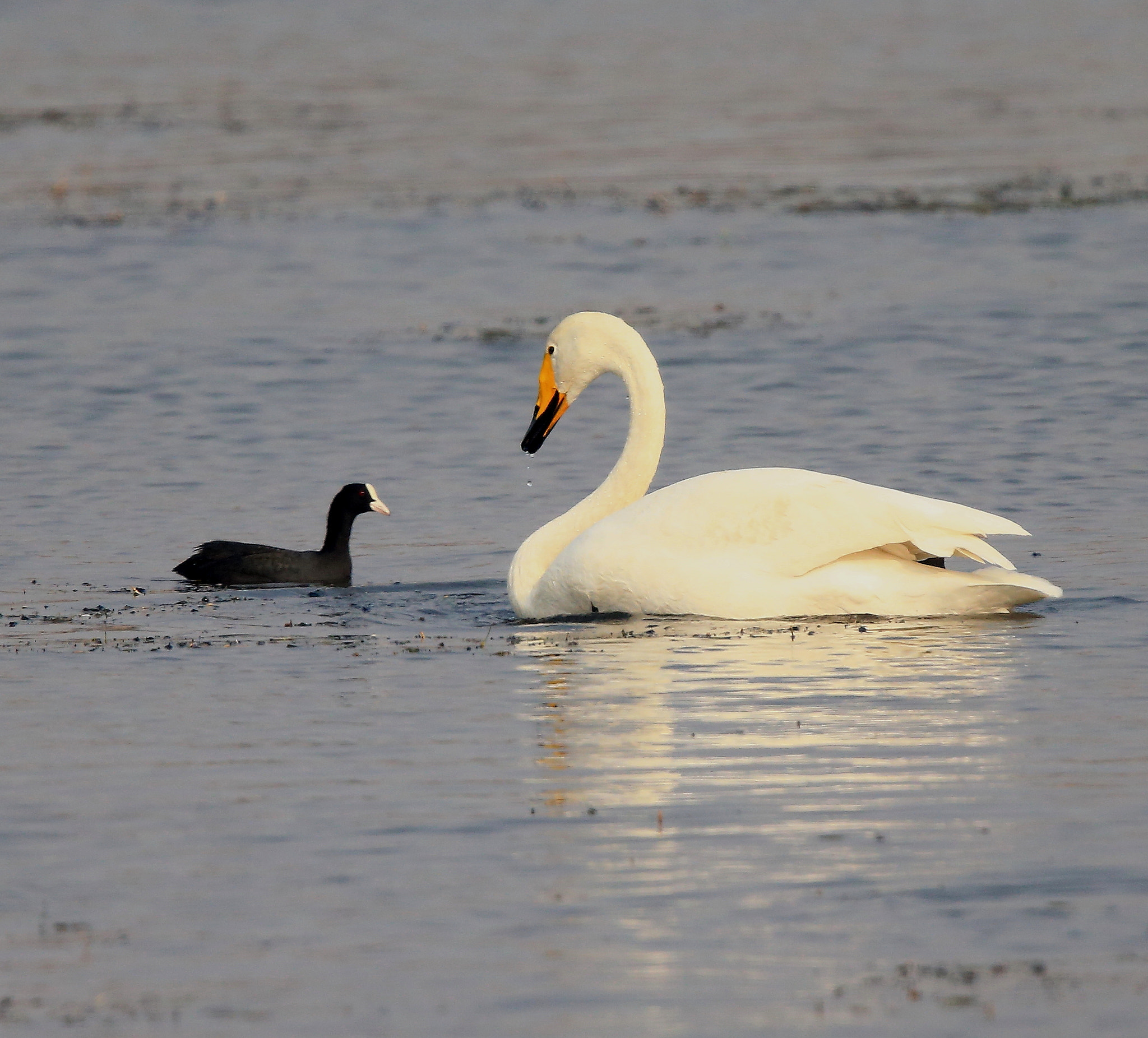 Canon EF 600mm F4L IS II USM sample photo. 1111 084 photography