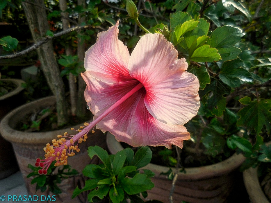 Nikon Coolpix S6900 sample photo. Hibiscus in all its glory after the rain :) photography