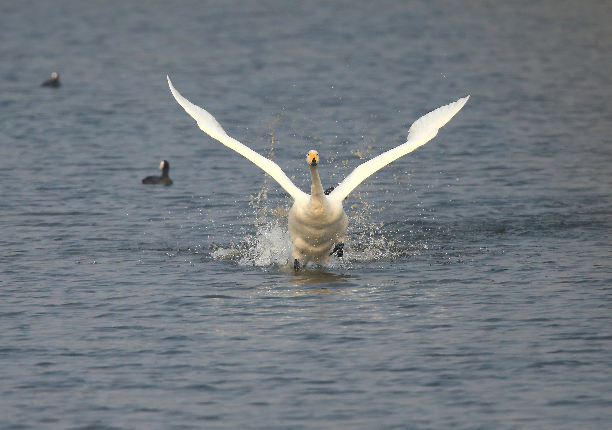 Canon EF 600mm F4L IS II USM sample photo. Ewewer photography