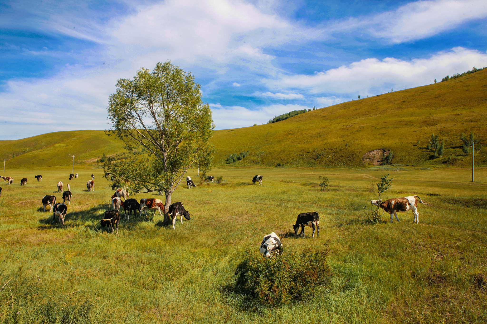 Canon EOS-1Ds Mark III sample photo. Mongolia photography
