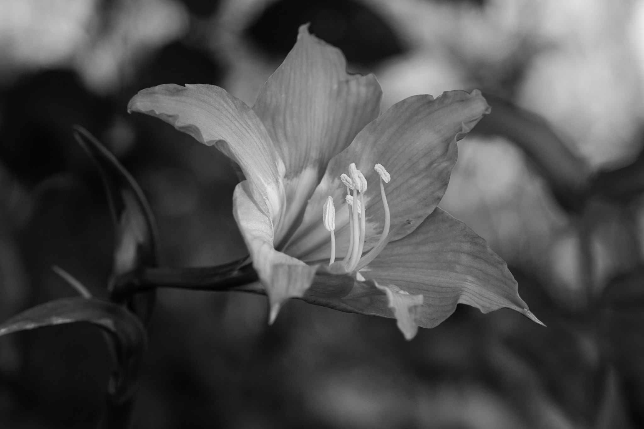 Sony a6000 + Sony FE 90mm F2.8 Macro G OSS sample photo. Hidden photography