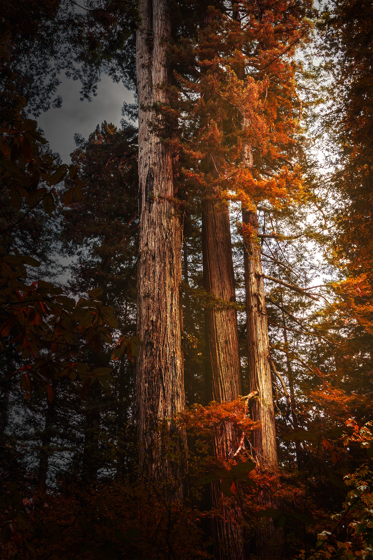 Canon EF-S 18-55mm F3.5-5.6 II sample photo. Ecstasy of gold photography