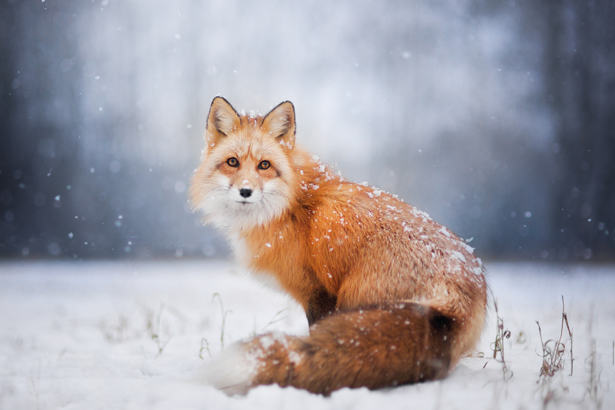 Nikon D610 + Sigma 85mm F1.4 EX DG HSM sample photo. Winter fox photography