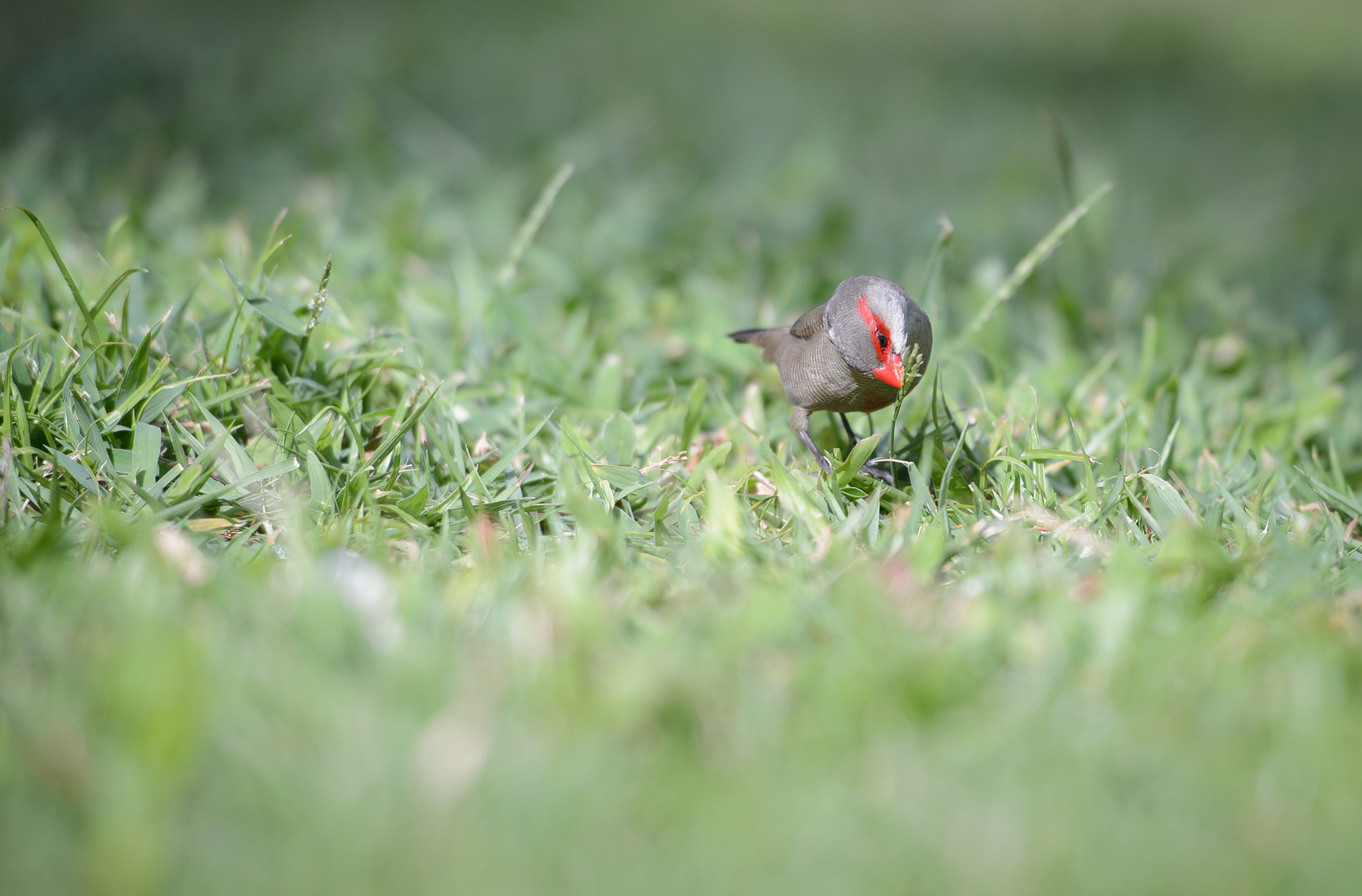 Nikon Df sample photo. Common waxbill photography