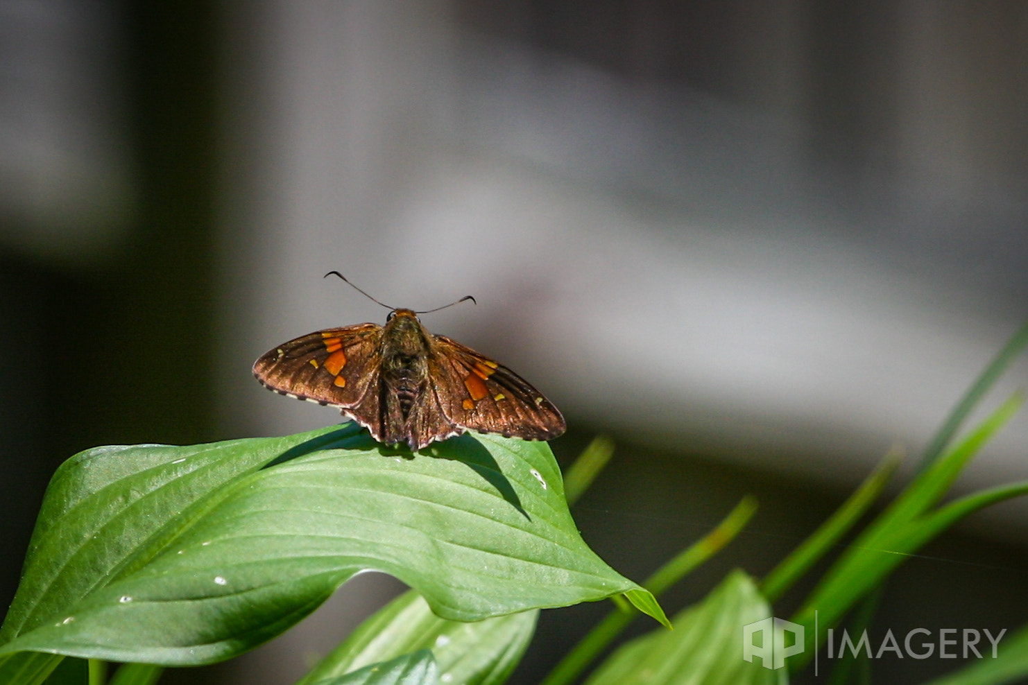 Canon EOS 40D + Canon EF 70-200mm F4L USM sample photo. Moth photography
