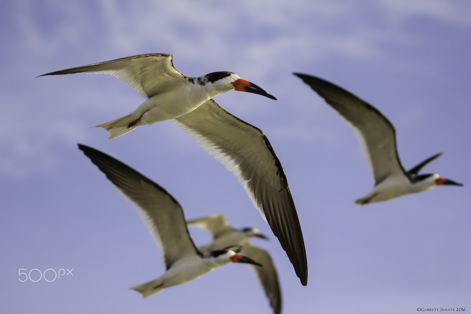Tamron SP 150-600mm F5-6.3 Di VC USD sample photo. Skimmer flight photography
