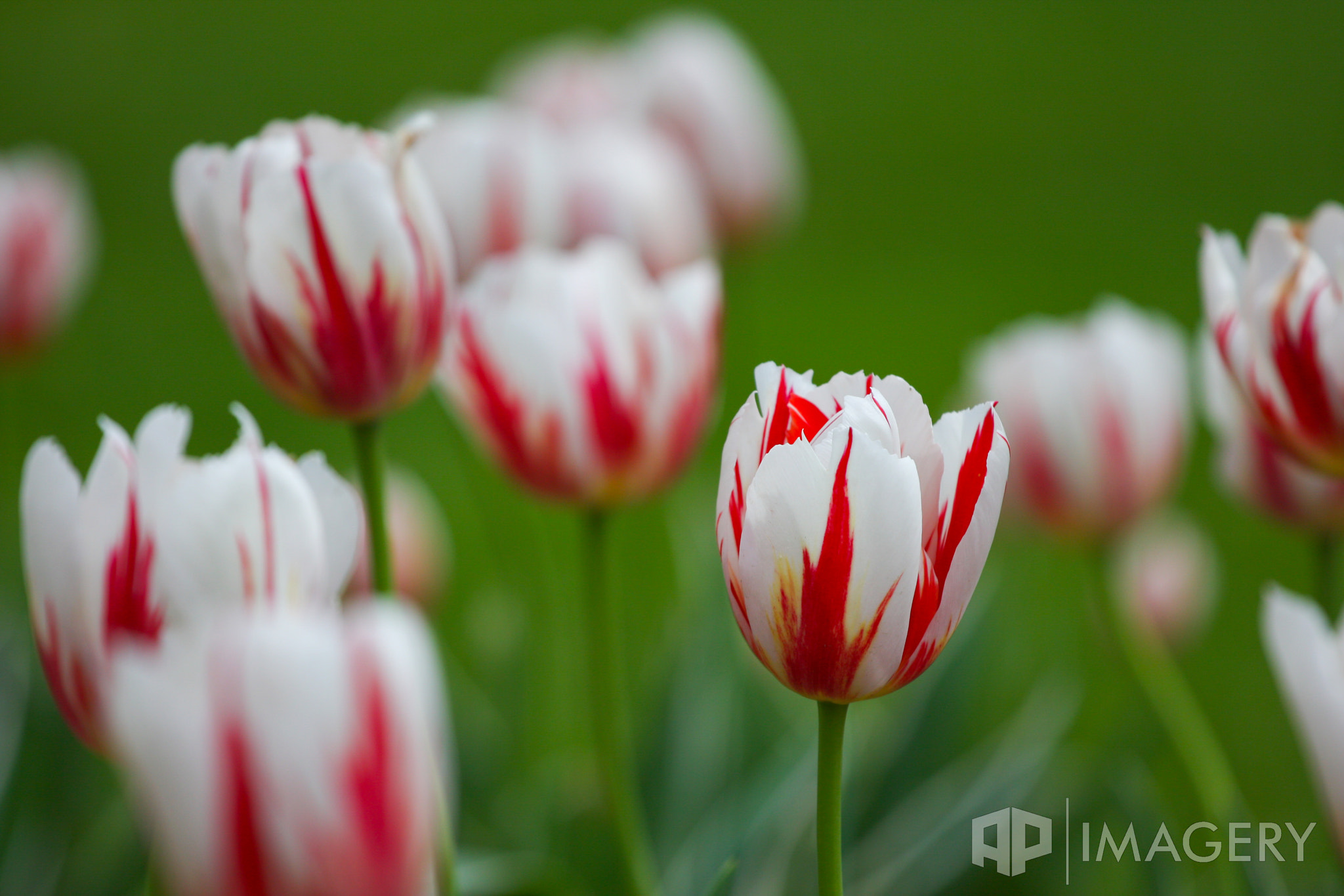 Canon EOS 40D + Canon EF 70-200mm F4L USM sample photo. Tulips photography