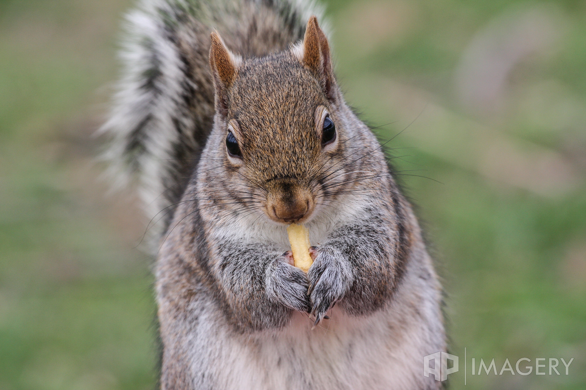 Canon EOS 40D + Canon EF 70-200mm F4L USM sample photo. Muchin' on a fry photography