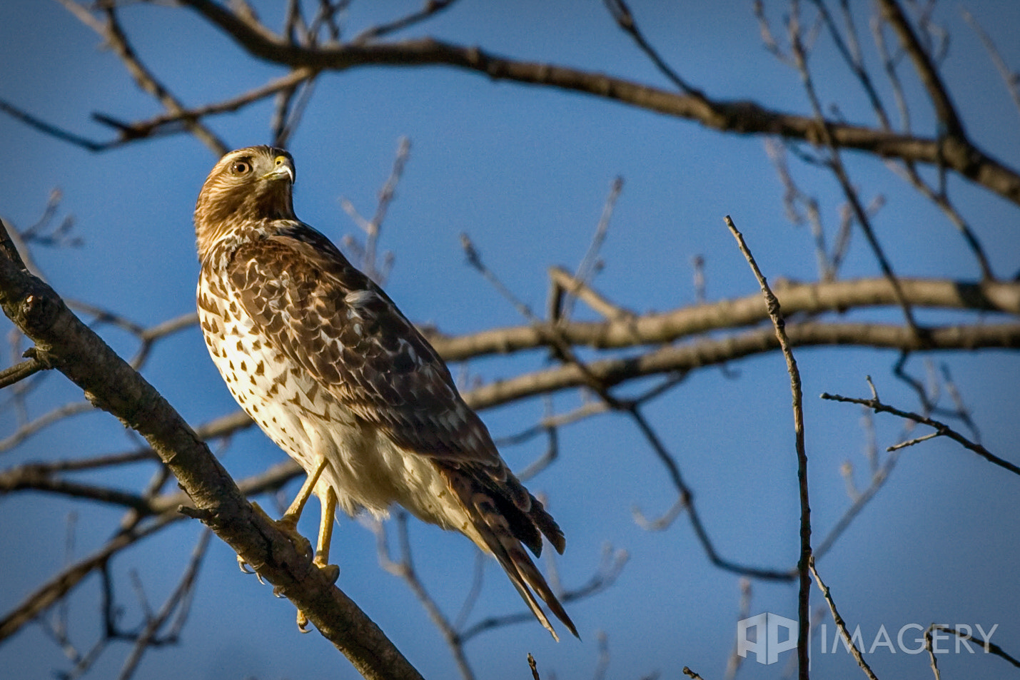 Canon EOS 40D + Canon EF 70-200mm F4L USM sample photo. Red-tailed hawk photography