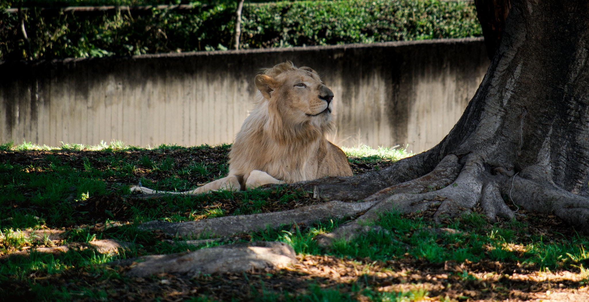 Pentax K-50 sample photo. The lion king photography