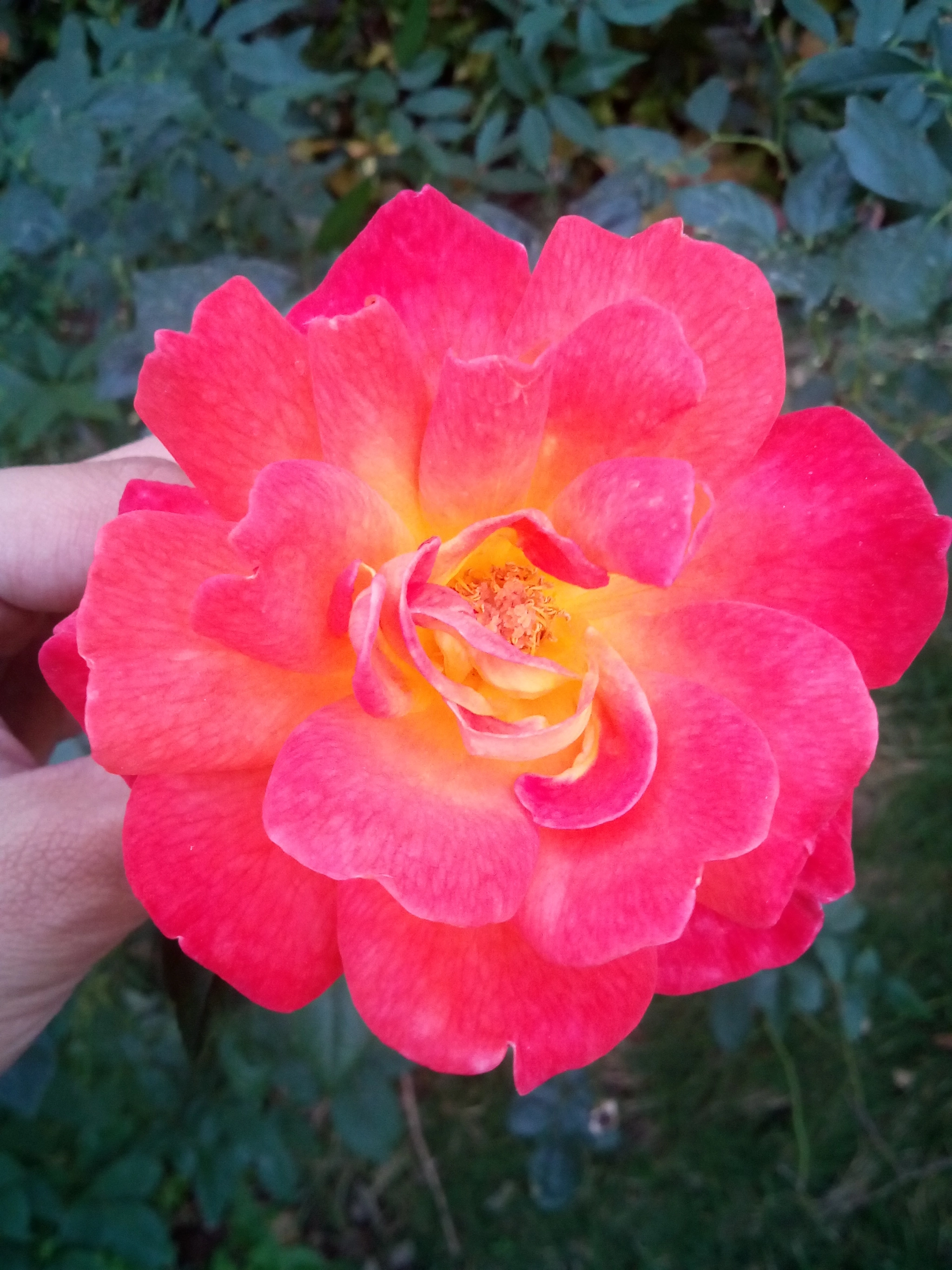 Micromax Canvas A1 sample photo. Natural glow photography