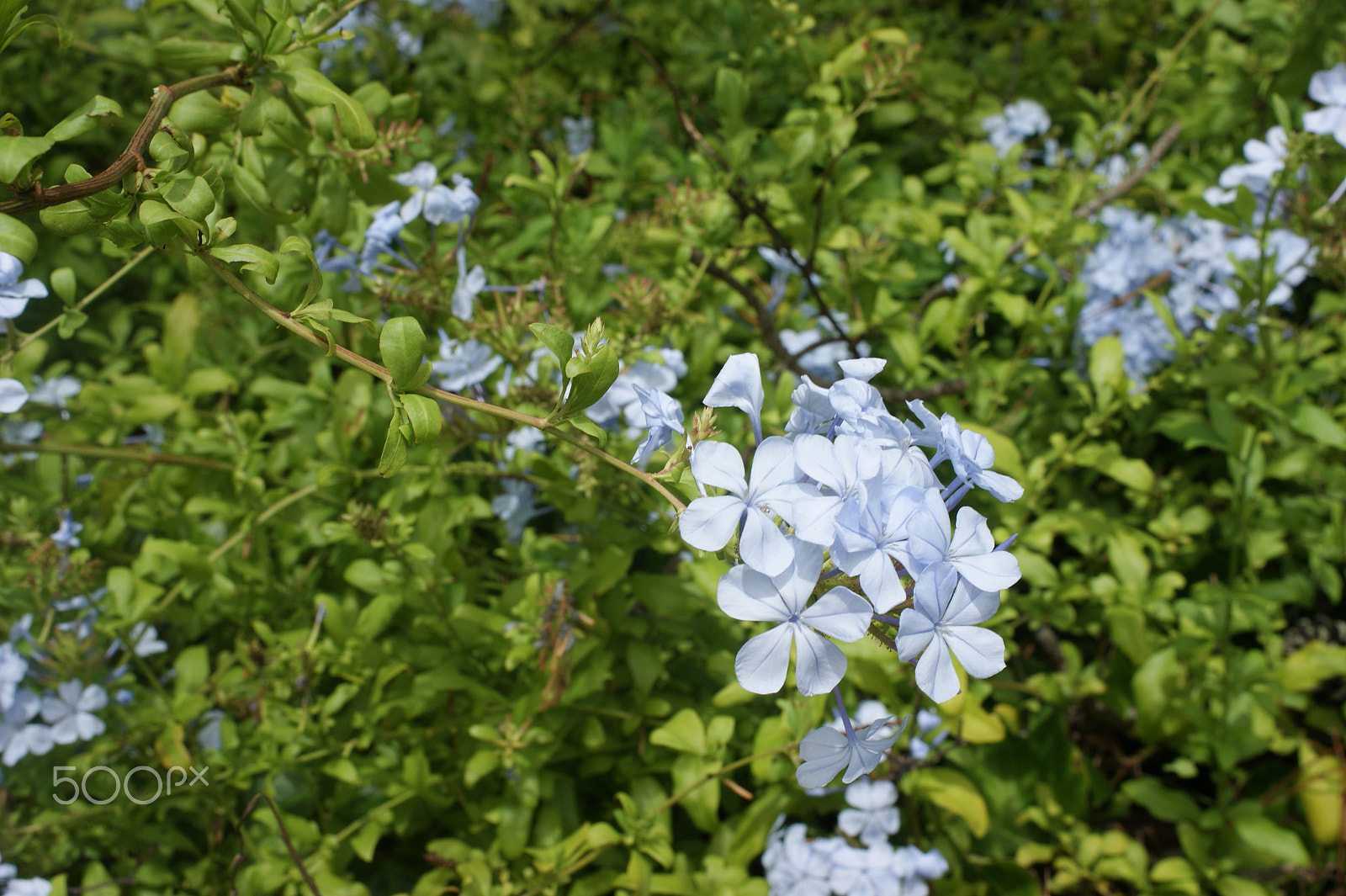 Sony Alpha DSLR-A390 sample photo. Flowers 31 photography