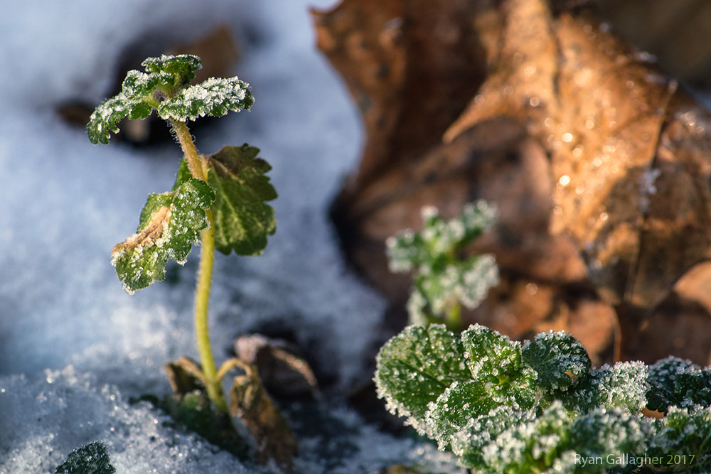 Canon EF-S 55-250mm F4-5.6 IS sample photo. Morning frost and winter growth photography