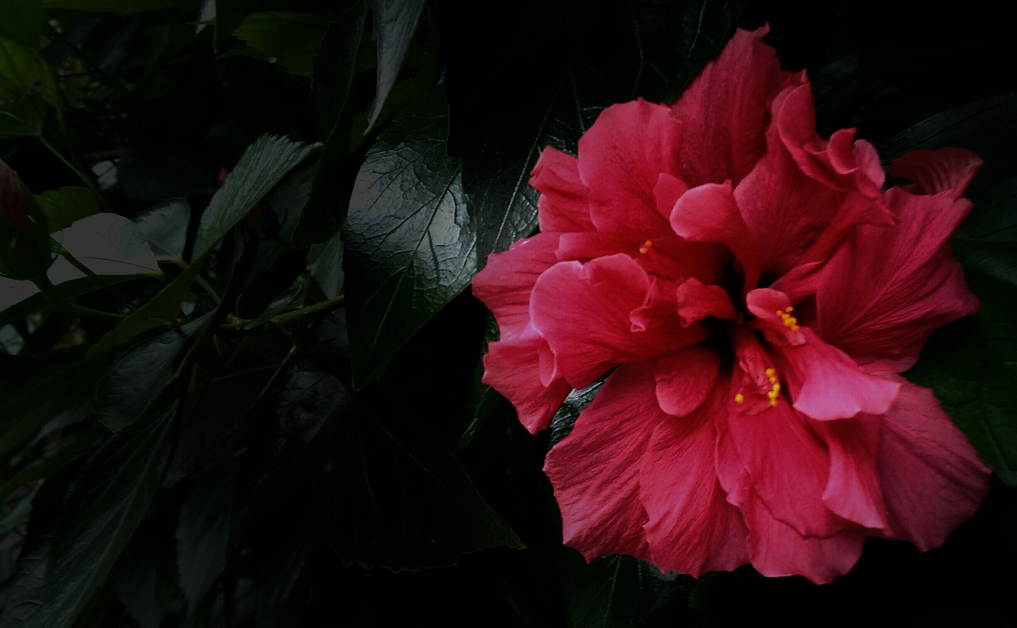 Motorola Moto G with 4G LTE (2nd Gen) sample photo