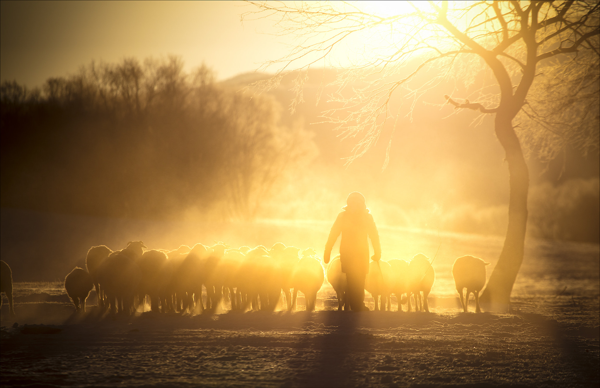 Canon EF 100-400mm F4.5-5.6L IS USM sample photo. A woman to take the sheep. photography